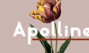 elements apolline sans serif font QMDRXKT 2019 07 17 300x180 - قالب افترافکت